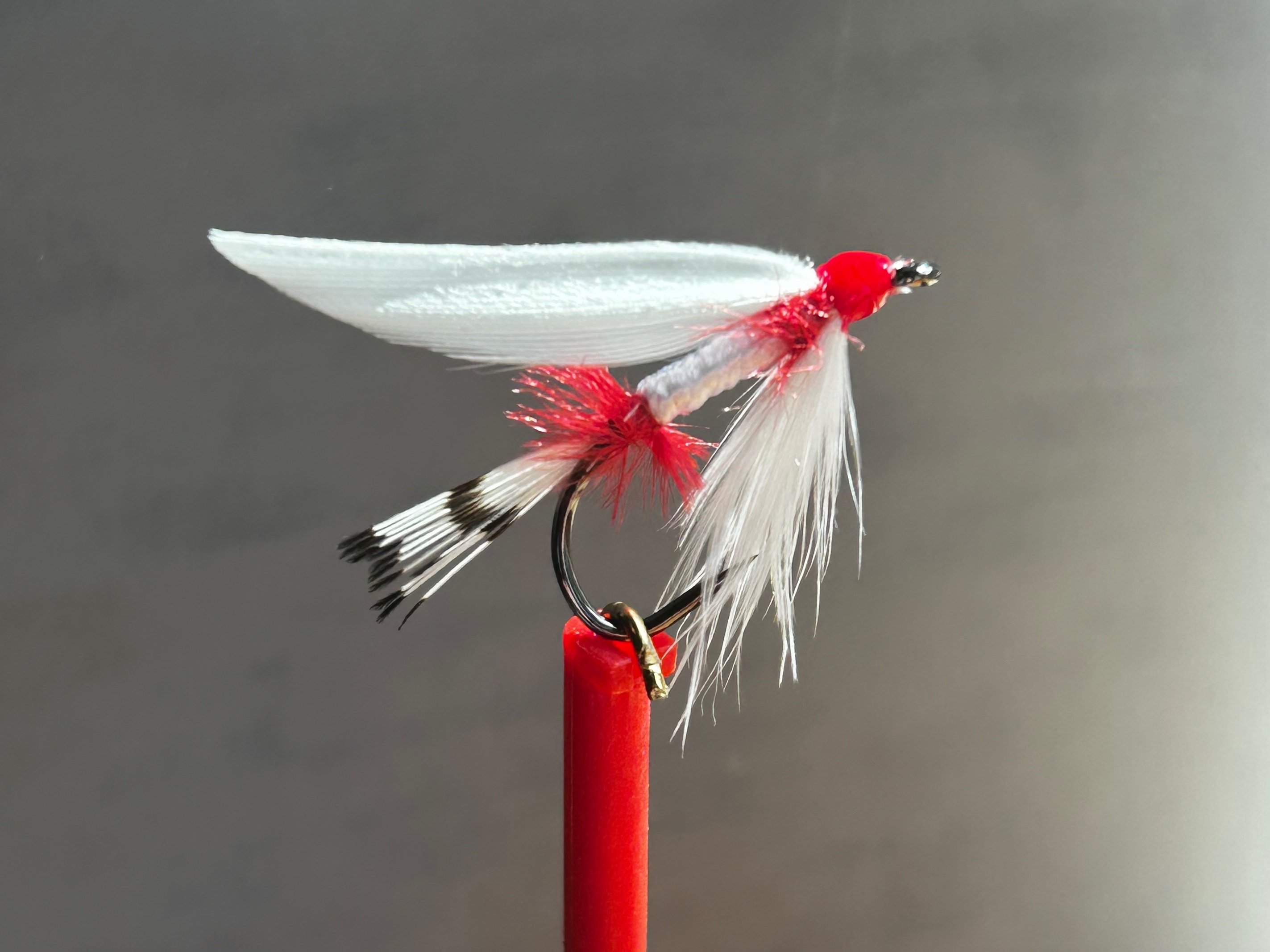 Albino Royal Coachman