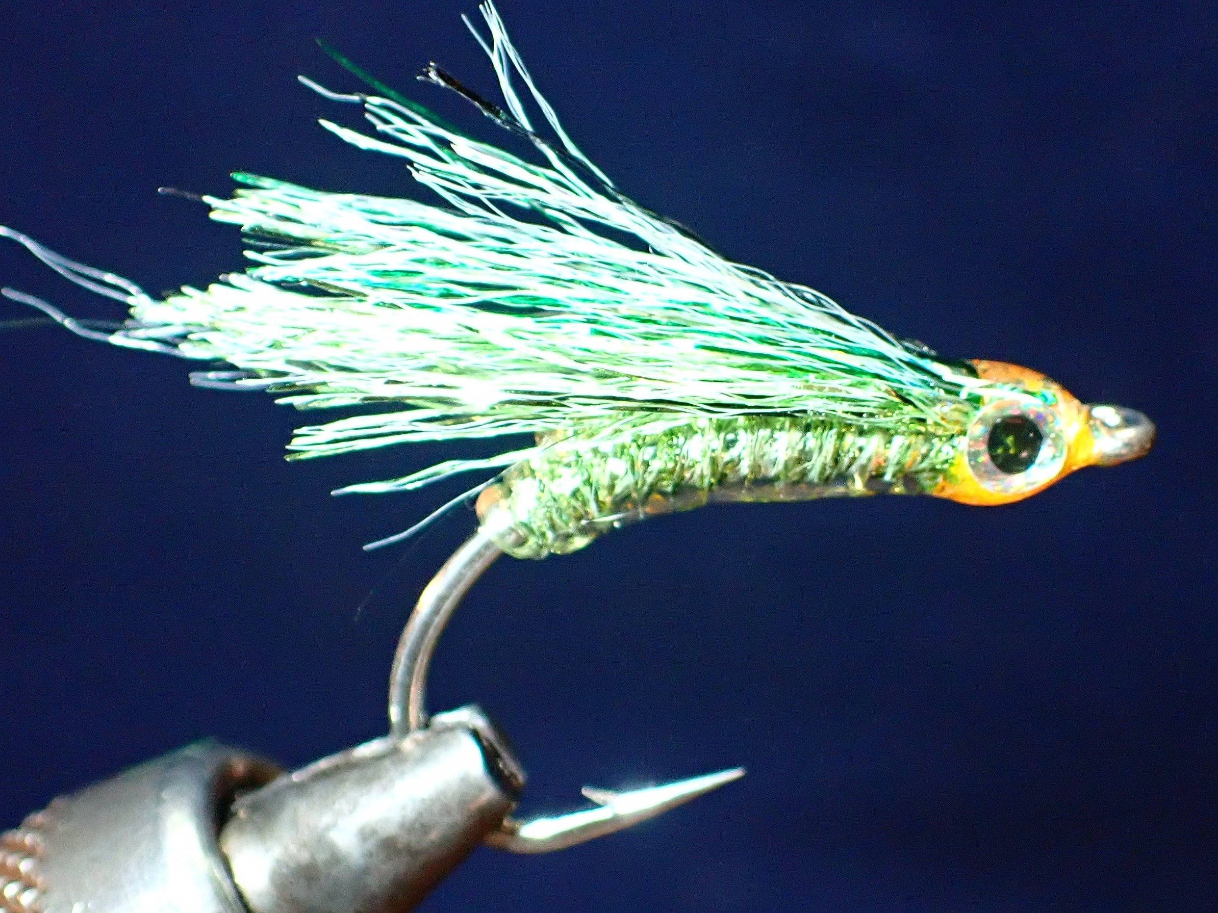 Hidalgo's Flash Minnow