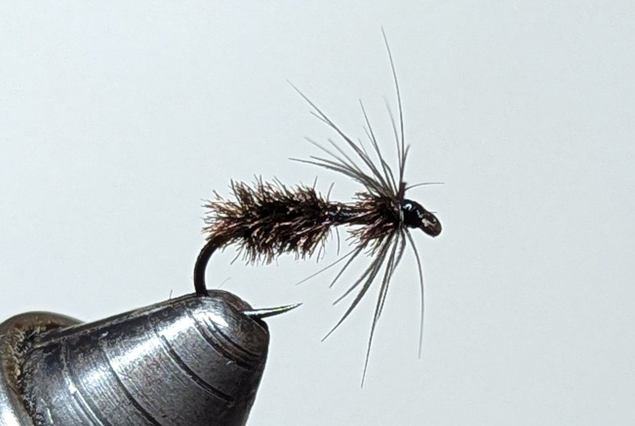 Culton's Drowned Ant